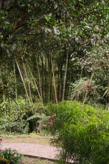 Sendero del jardín con bambú en Mambú Guest House
